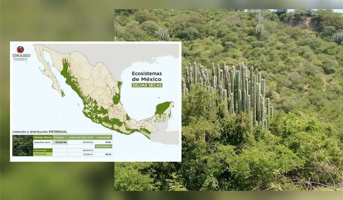 Descubre la biodiversidad de las selvas secas en México | Tus Buenas ...