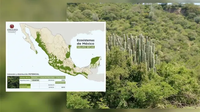 Selvas secas de México concentran gran diversidad de especies animales y vegetales