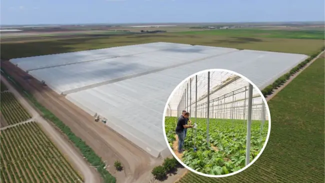 Agricultura protegida en Sinaloa alcanza liderazgo nacional