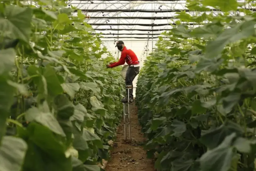 La agricultura protegida