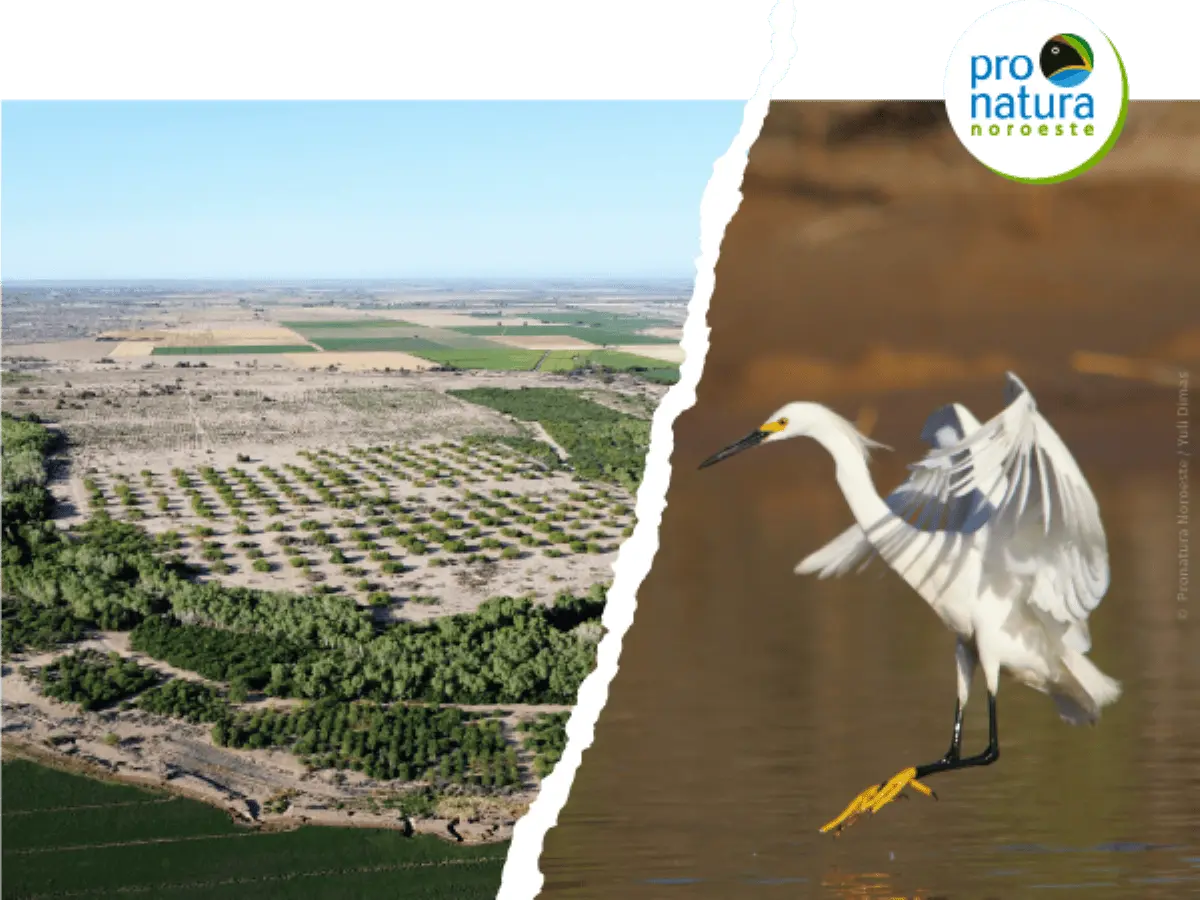 Recuperación del Delta del Río Colorado en México. Foto Pronatura Noroeste