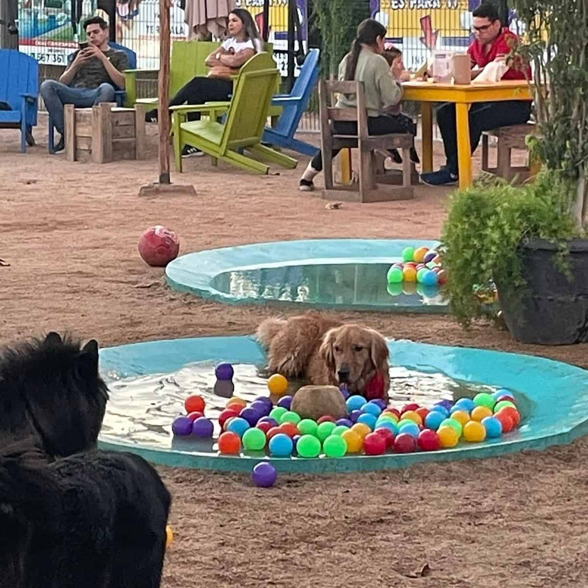 Áreas exclusivas para tu lomito en Balanseer, el Parque Canino de Culiacán. Foto: Cortesía