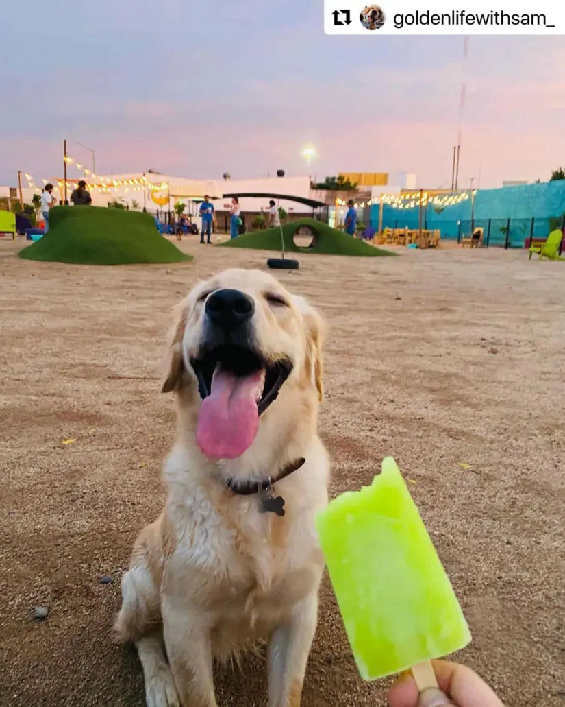 En Balanseer, el Parque Canino de Culiacán. Foto: Cortesía