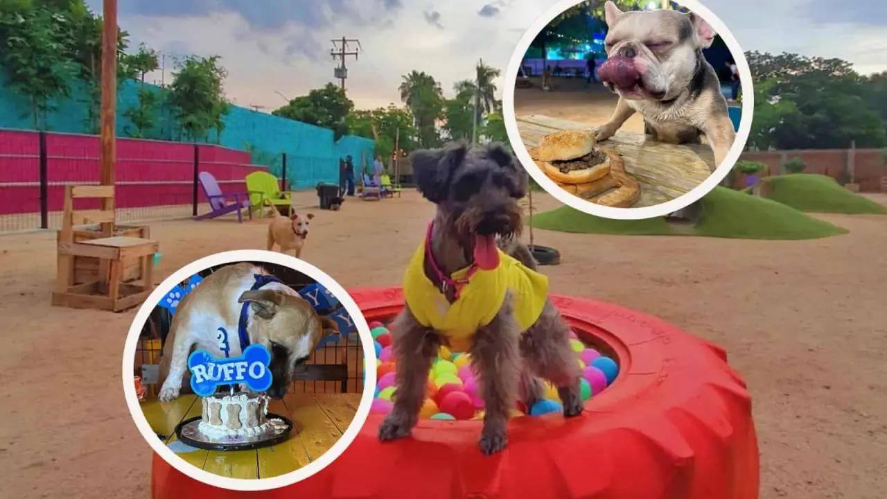 Balanseer, Parque Canino, un espacio diseñado para los lomitos en Culiacán. Foto: Cortesía Balanseer