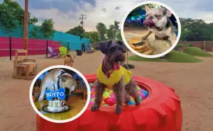 Balanseer, un Parque Canino, diseñado para la diversión de tu lomito en Culiacán