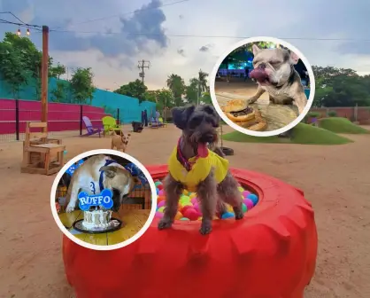 Balanseer, un Parque Canino, diseñado para la diversión de tu lomito en Culiacán