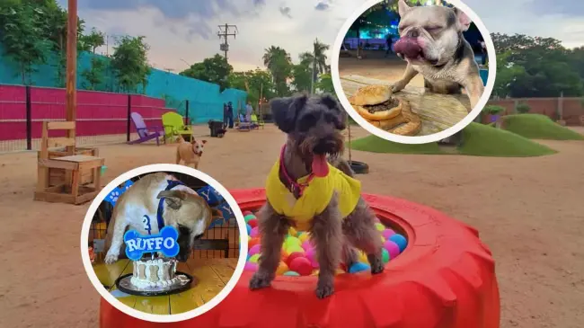 Balanseer, Parque Canino, un espacio diseñado para los lomitos en Culiacán. Foto: Cortesía Balanseer