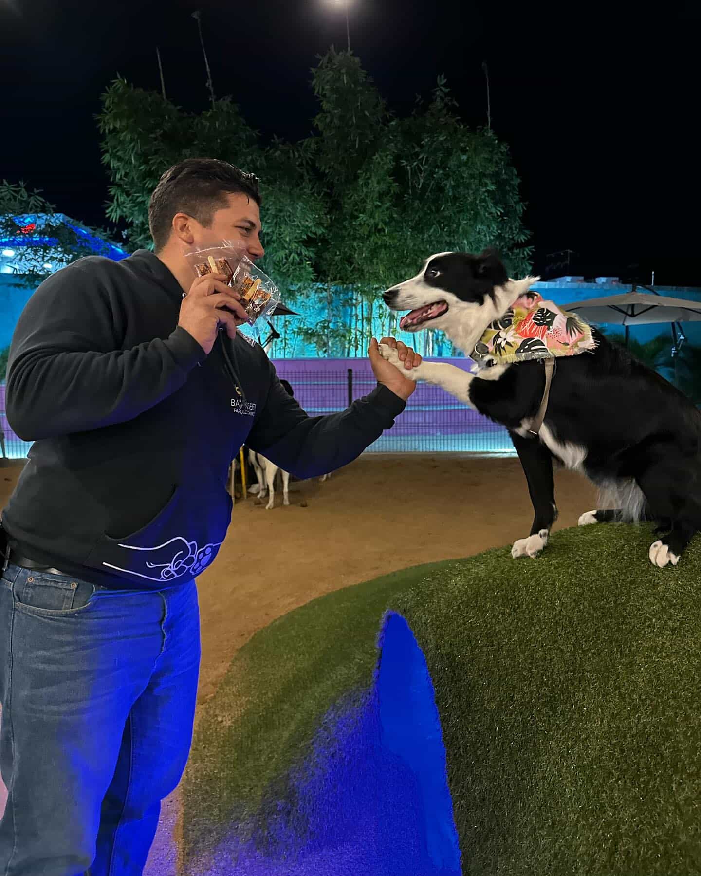 Los lomitos serán  vigilados por entrenador en Balanseer, el Parque Canino. Foto: Cortesía