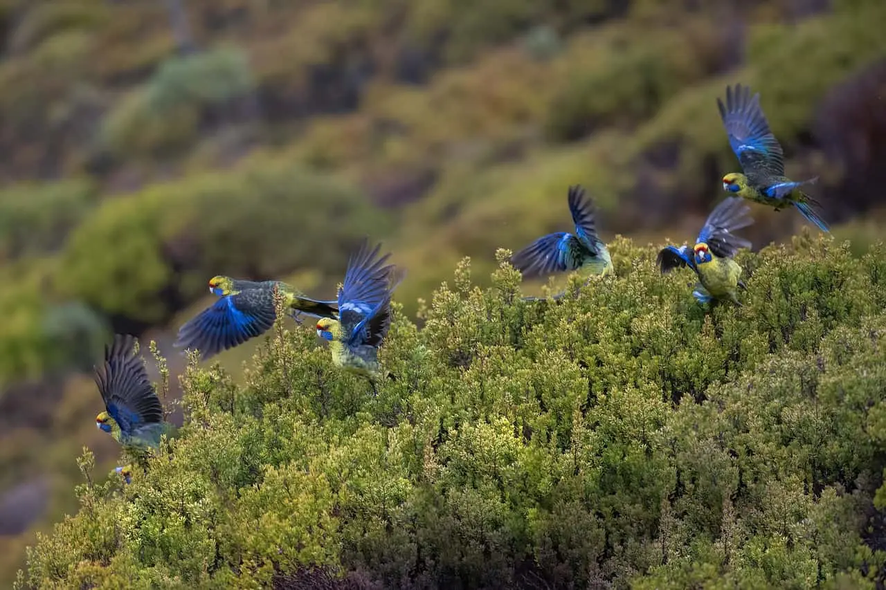 Presentan Sedema y GYBN México BioFest, Festival por la naturaleza.