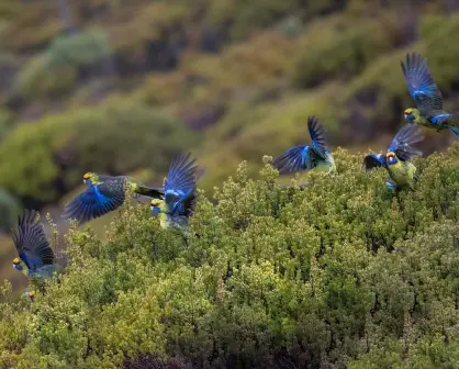 Primer Festival por la Naturaleza en la CDMX; te damos todos los detalles