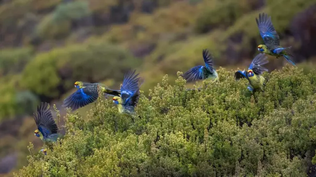 Presentan Sedema y GYBN México BioFest, Festival por la naturaleza.