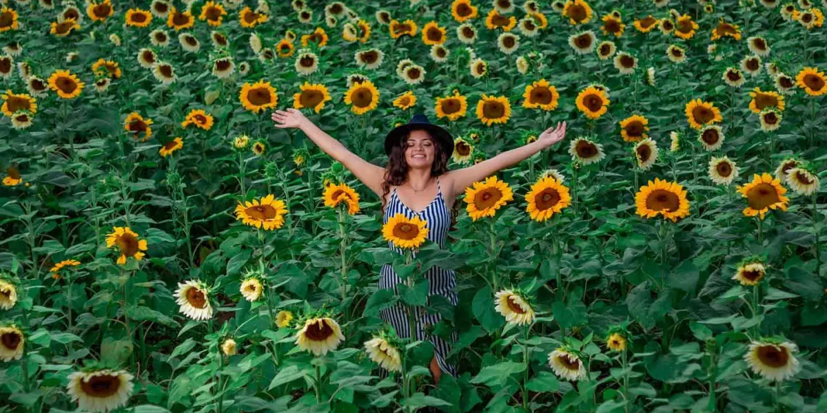 Rancho Florista San Juan Diego, el lugar ideal para ver girasoles y otras flores.