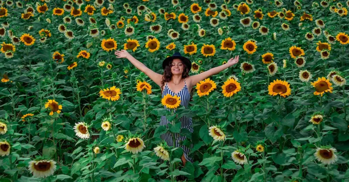 Un rancho cerquita de Guadalajara donde podrás ver girasoles de dos metros de altura