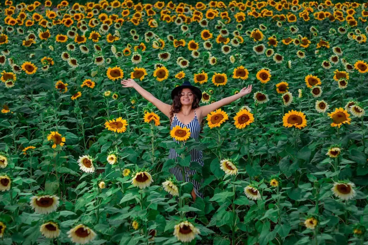 Rancho Florista San Juan Diego, el lugar ideal para ver girasoles y otras flores.