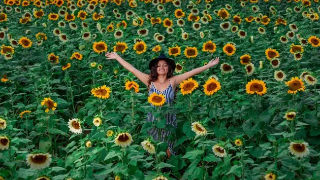 Rancho Florista San Juan Diego, el lugar ideal para ver girasoles y otras flores.