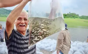 Ahora en la presa Sanalona siembran 2 millones de alevines de tilapia