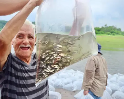 Ahora en la presa Sanalona siembran 2 millones de alevines de tilapia