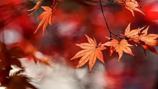 El otoño es una de las estaciones más esperadas por muchas personas. Foto: Pixabay