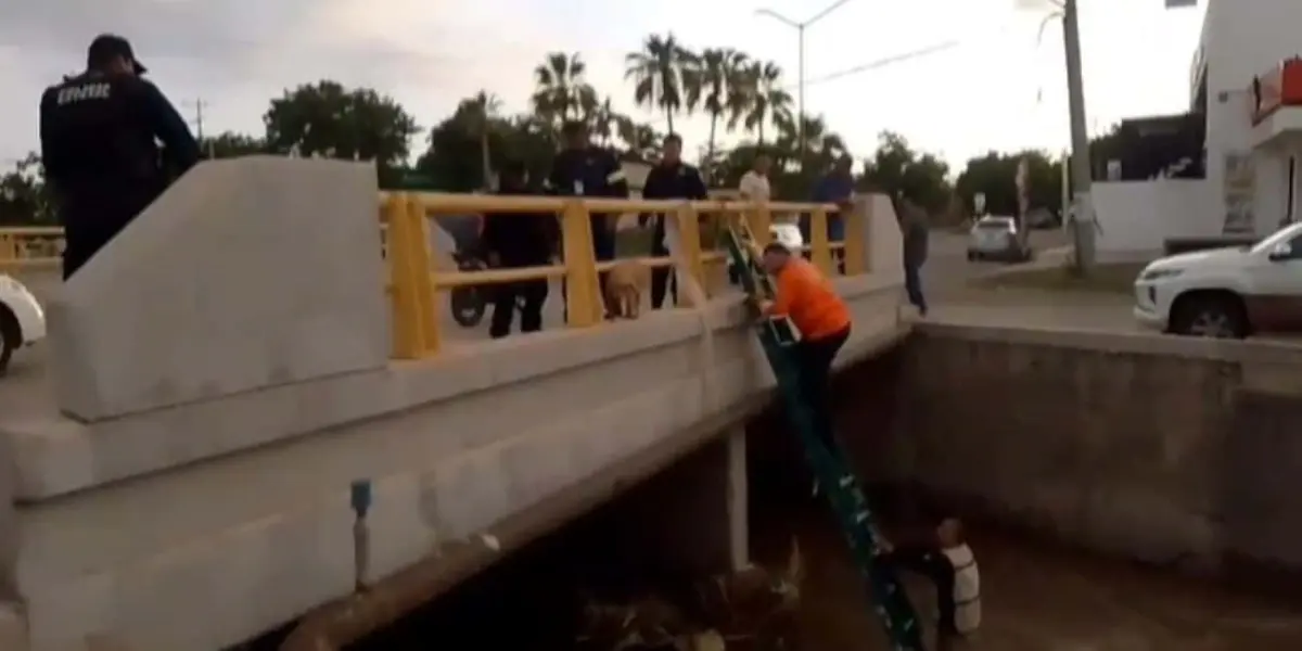 Protección Civil y comunidad logran emotivo rescate de dos perritos en peligro por la creciente del caudal en Culiacán.