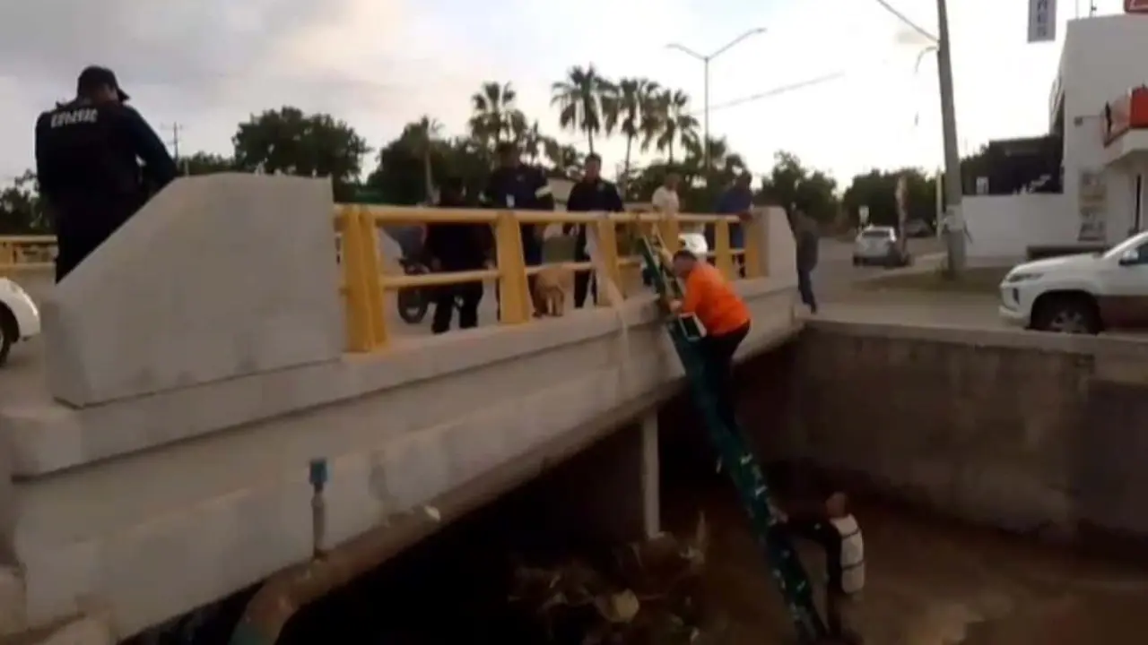 Protección Civil y comunidad logran emotivo rescate de dos perritos en peligro por la creciente del caudal en Culiacán.