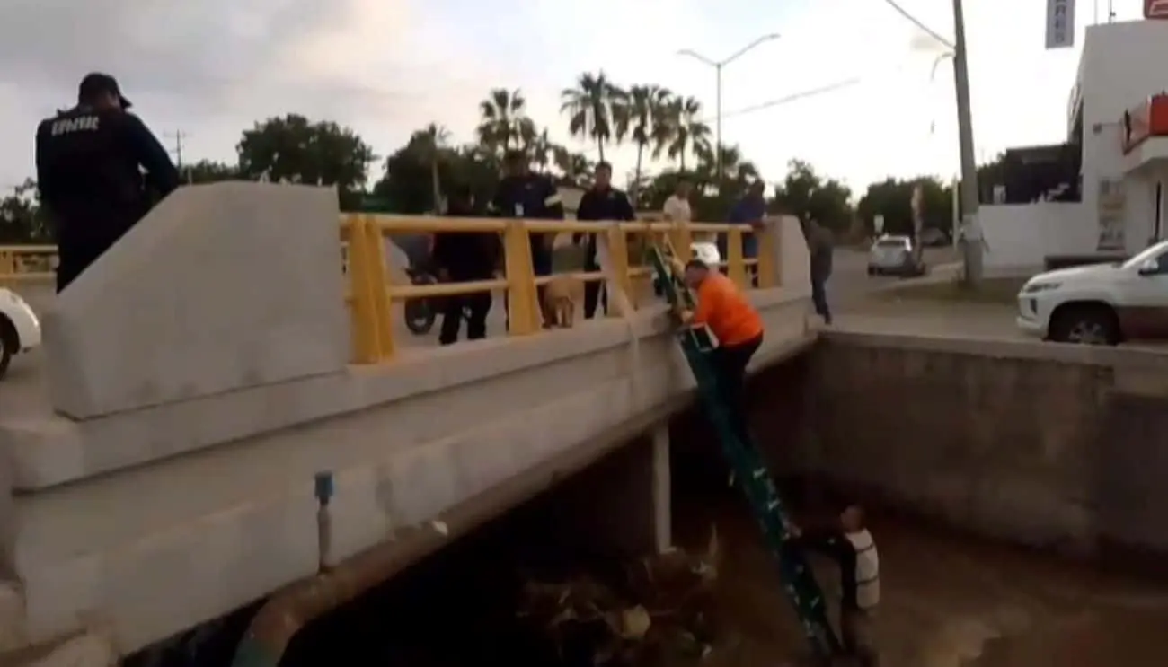 Protección Civil y comunidad logran emotivo rescate de dos perritos en peligro por la creciente del caudal en Culiacán.