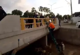 ¡Héroes en acción! Salvan a dos perritos atrapados en ramas arrastradas por la corriente en Culiacán