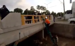 ¡Héroes en acción! Salvan a dos perritos atrapados en ramas arrastradas por la corriente en Culiacán