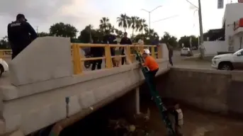 ¡Héroes en acción! Salvan a dos perritos atrapados en ramas arrastradas por la corriente en Culiacán