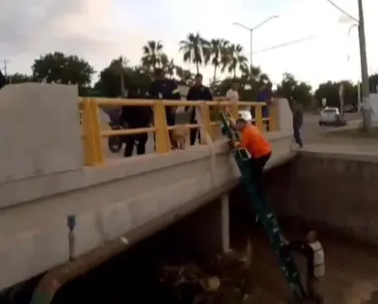 ¡Héroes en acción! Salvan a dos perritos atrapados en ramas arrastradas por la corriente en Culiacán