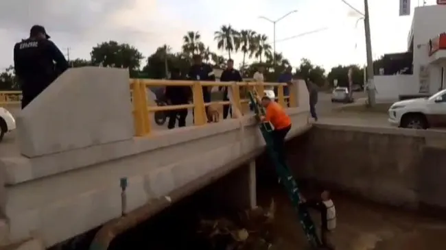 Protección Civil y comunidad logran emotivo rescate de dos perritos en peligro por la creciente del caudal en Culiacán.