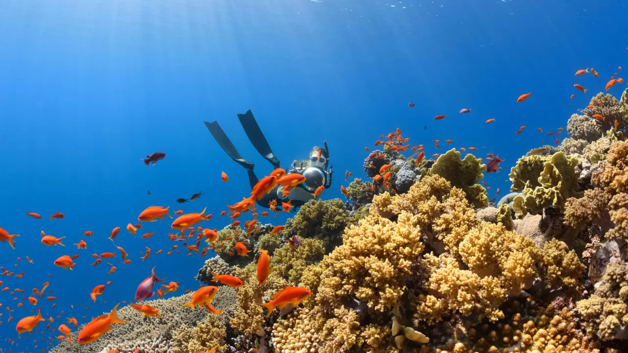 El proyecto consta de múltiples colaboraciones gubernamentales | Imagen: NEOM