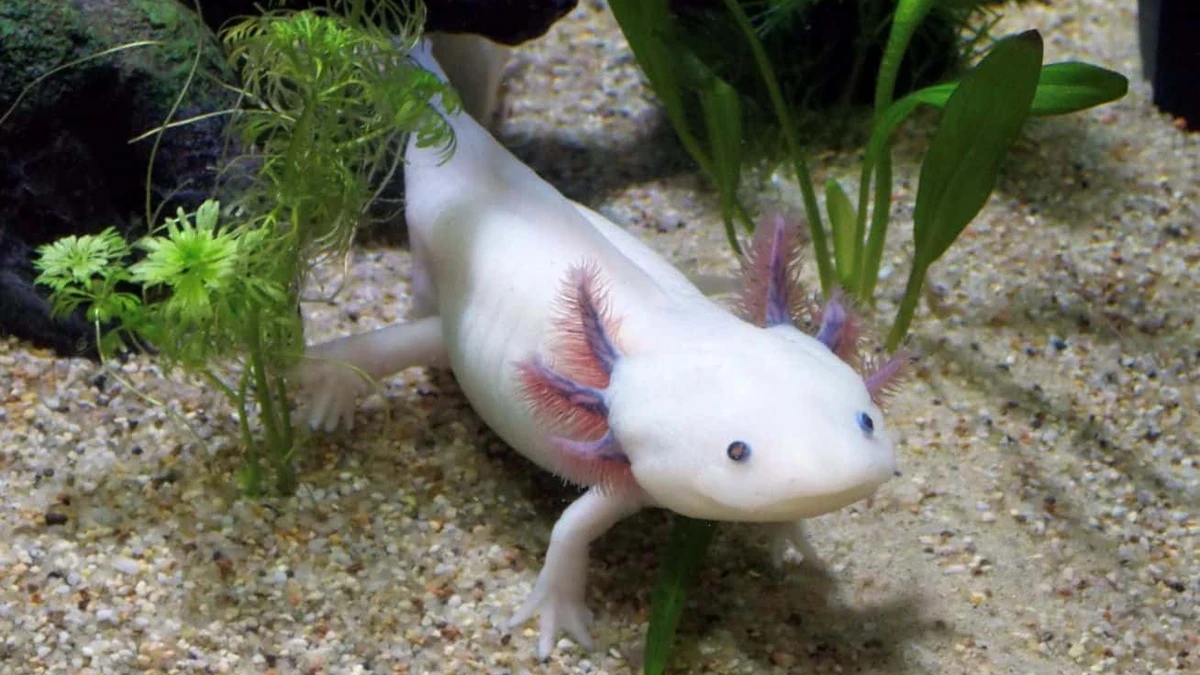 Presentan el Festival de la Conservación del Axolotl (ajolote) en Querétaro. Foto: Cortesía