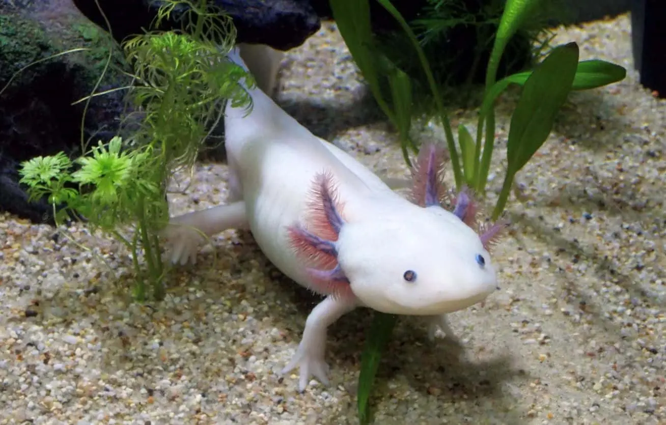 Presentan el Festival de la Conservación del Axolotl (ajolote) en Querétaro. Foto: Cortesía