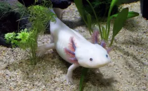 Festival de la Conservación del Axolotl (ajolote) en Querétaro: cuándo es y actividades