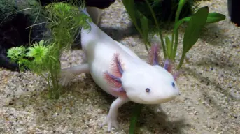 Festival de la Conservación del Axolotl (ajolote) en Querétaro: cuándo es y actividades