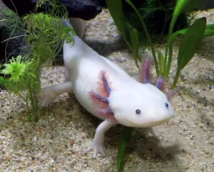 Festival de la Conservación del Axolotl (ajolote) en Querétaro: cuándo es y actividades