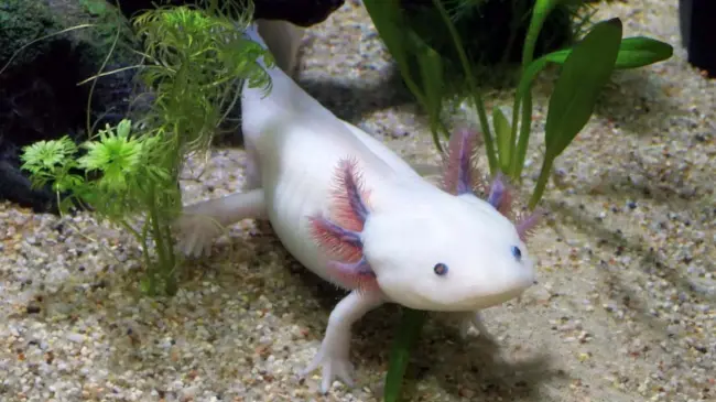 Presentan el Festival de la Conservación del Axolotl (ajolote) en Querétaro. Foto: Cortesía