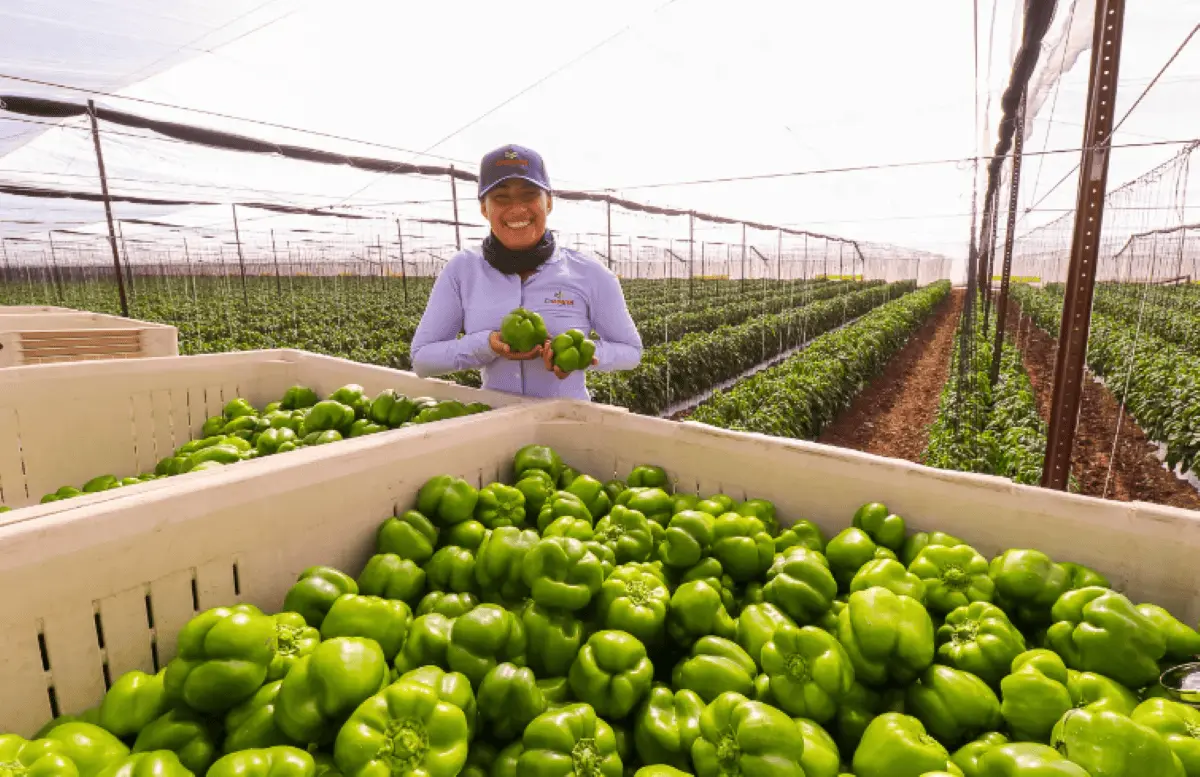 Producción de hortalizas une a migrantes de todas las culturas mexicanas. Foto. Divine Flavor