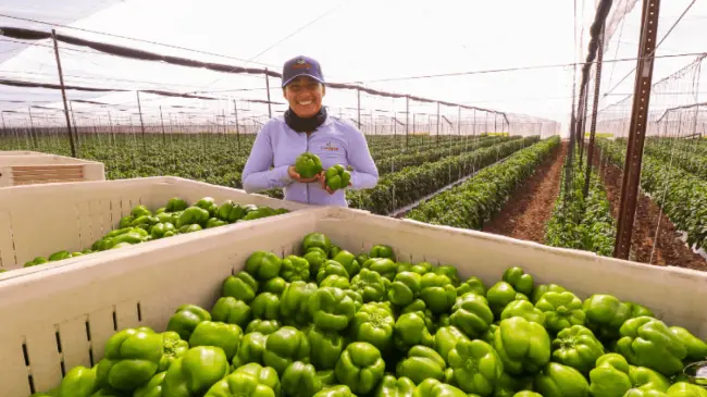 Producción de hortalizas une a migrantes de todas las culturas mexicanas. Foto. Divine Flavor