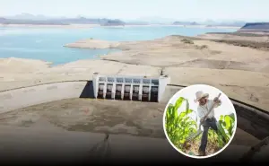 Cómo quedó el reparto de agua de las presas de Sinaloa, descubre el cultivo que llevará más agua