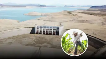 Cómo quedó el reparto de agua de las presas de Sinaloa, descubre el cultivo que llevará más agua