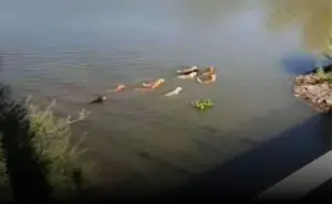 Manada de perros se hacen viral en Tiktok tras nadar en el Río Humaya en Culiacán