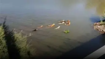 Manada de perros se hacen viral en Tiktok tras nadar en el Río Humaya en Culiacán