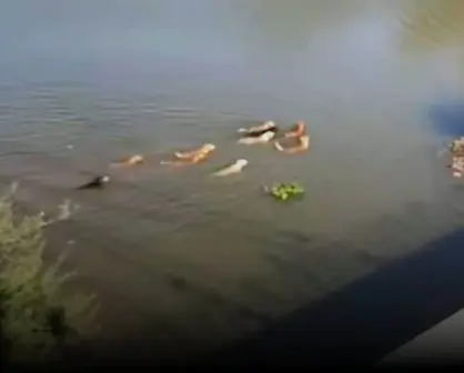 Manada de perros se hacen viral en Tiktok tras nadar en el Río Humaya en Culiacán