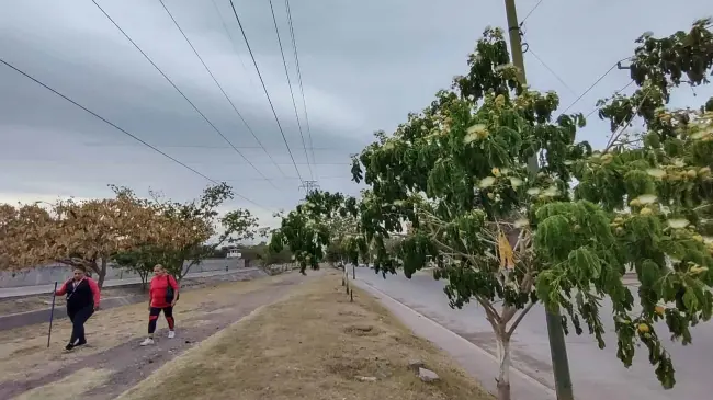 El espacio que aprovechan los vecinos para salir a ejercitarse, comprende de la calle Azafranes a la Campanillas. (Topa con el panteón 21 de Marzo). Foto: Juan Madrigal