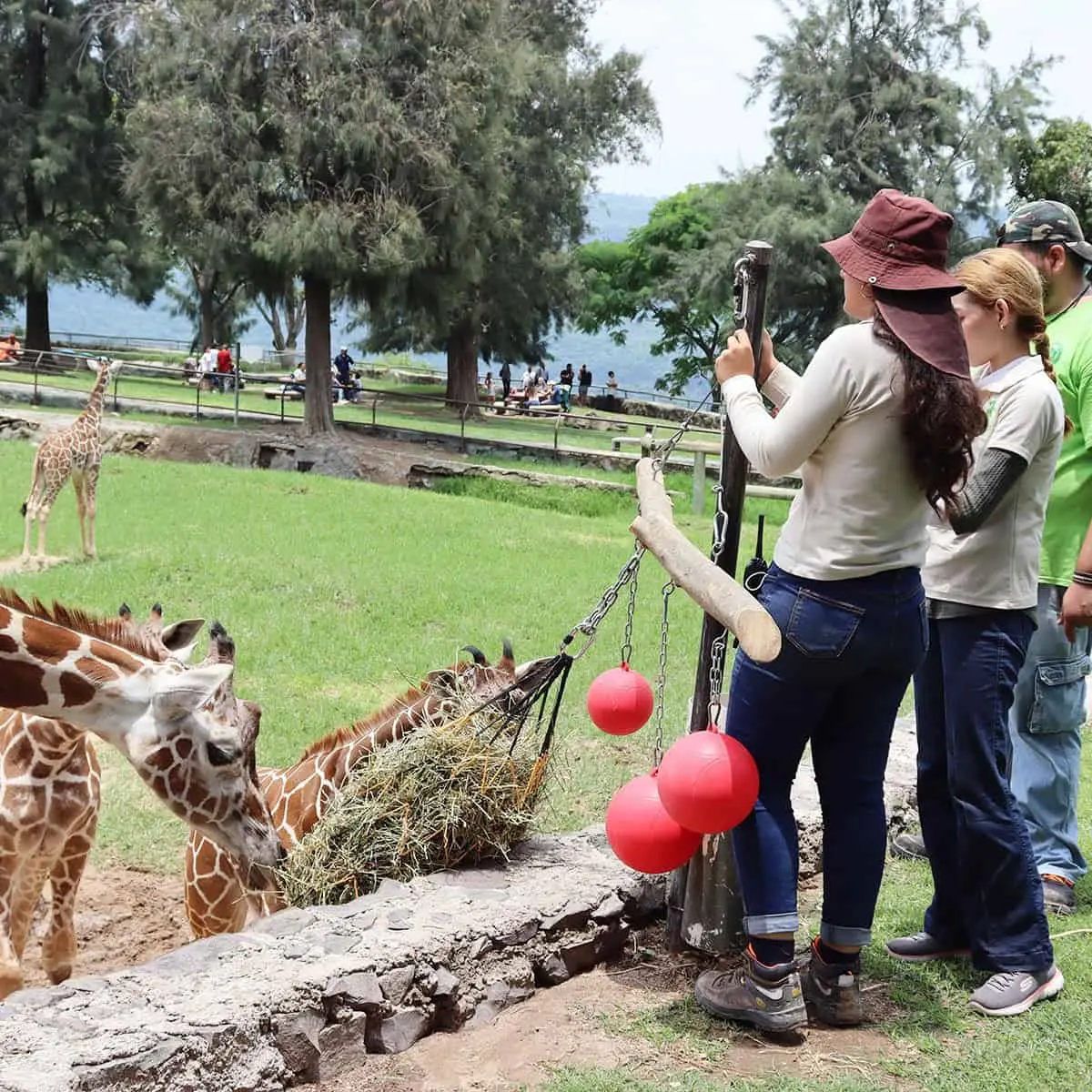 Zoológico en Guadalajara. Foto: Cortesía