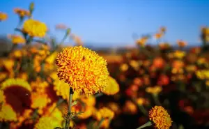 Conoce los campos de cempasúchil en el noroeste de México, tradición familiar del Día de Muertos