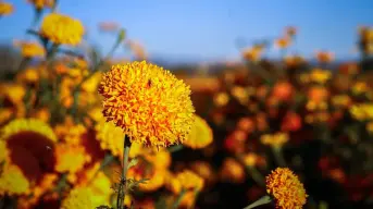 Conoce los campos de cempasúchil en el noroeste de México, tradición familiar del Día de Muertos