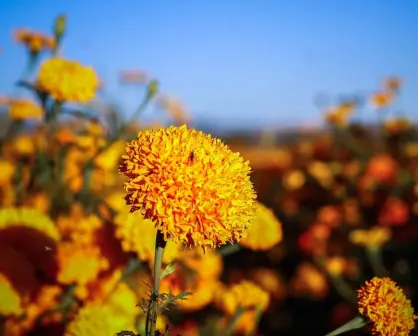 Conoce los campos de cempasúchil en el noroeste de México, tradición familiar del Día de Muertos