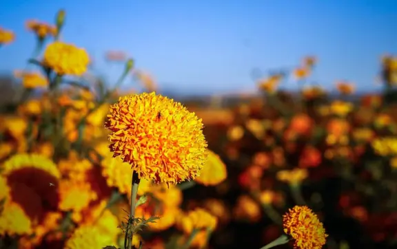 Conoce los campos de cempasúchil en el noroeste de México, tradición familiar del Día de Muertos